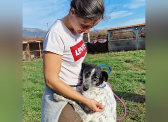 Rajko - Menschenbezogener und anhänglicher Rüde, ca. 2020 geboren