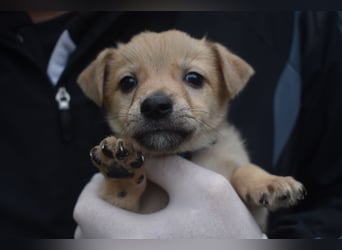 Noch kleiner Lausbube Casper, ca. 10.2025 geboren, sucht Zuhause