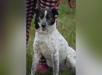 Rajko - Menschenbezogener und anhänglicher Rüde, ca. 2020 geboren