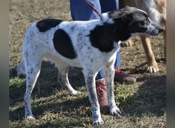 Rajko - Menschenbezogener und anhänglicher Rüde, ca. 2020 geboren