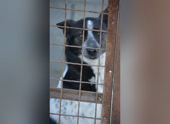 Rajko - Menschenbezogener und anhänglicher Rüde, ca. 2020 geboren