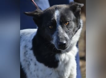 Rajko - Menschenbezogener und anhänglicher Rüde, ca. 2020 geboren