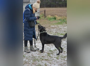 Lieber, gut verträglicher Labrador-Mischling KEFIR ca. 2021 geboren, gut verträglich