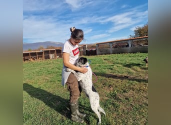 Rajko - Menschenbezogener und anhänglicher Rüde, ca. 2020 geboren