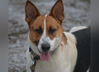 Liebe, noch unsichere und etwas ängstliche Hündin SENNA, ca. 2022 geboren, SEHR LIEB