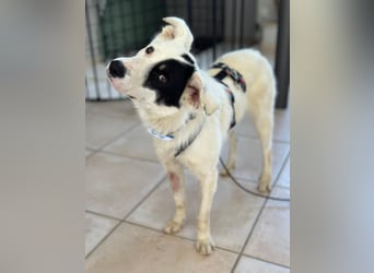 Oreo sucht sein Für-immer-Zuhause 