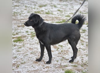 RESERVIERT- Liebe, gut verträgliche Labrador Mischlingshündin Silvia, ca. 2022 geboren