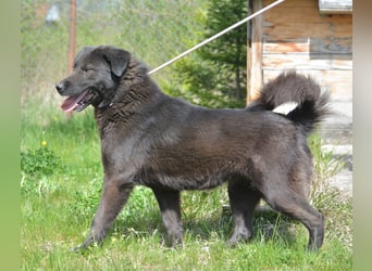 MOLLY, ca. 2022 geboren, sucht ein stabiles Zuhause