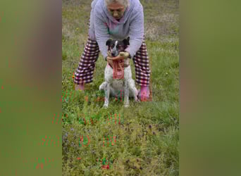 Rajko - Menschenbezogener und anhänglicher Rüde, ca. 2020 geboren