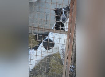 Rajko - Menschenbezogener und anhänglicher Rüde, ca. 2020 geboren