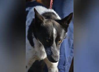 Rajko - Menschenbezogener und anhänglicher Rüde, ca. 2020 geboren