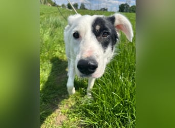 Oreo sucht sein Für-immer-Zuhause 