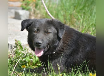 MOLLY, ca. 2022 geboren, sucht ein stabiles Zuhause
