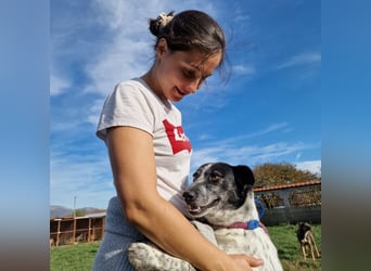 Rajko - Menschenbezogener und anhänglicher Rüde, ca. 2020 geboren