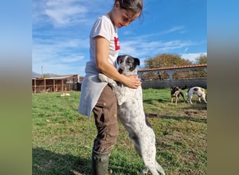 Rajko - Menschenbezogener und anhänglicher Rüde, ca. 2020 geboren