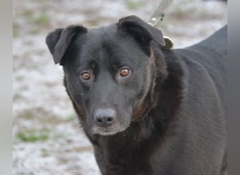 Lieber, gut verträglicher Labrador-Mischling KEFIR ca. 2021 geboren, gut verträglich
