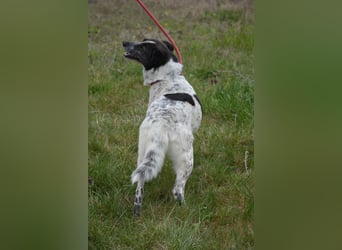 Rajko - Menschenbezogener und anhänglicher Rüde, ca. 2020 geboren