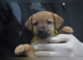 Noch kleines Hundemädchen NOLA, ca. 10.2025 geboren, sucht Zuhause