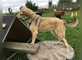 Svetlana - Seniorin sucht Altersruheplatz