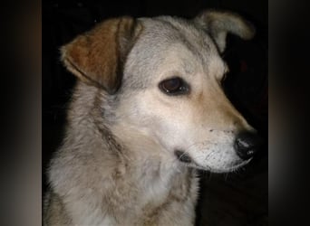 Svetlana-schöne Seniorin sucht Altersruheplatz