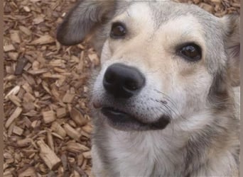 Svetlana - Seniorin sucht Altersruheplatz