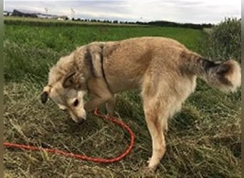 Svetlana - Seniorin sucht Altersruheplatz