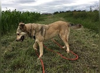 Svetlana-schöne Seniorin sucht Altersruheplatz