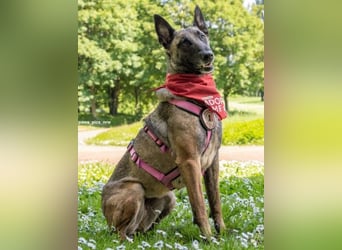 GINA: Souveräne Begleiterin & Kuschelmaus sucht aktive Menschen