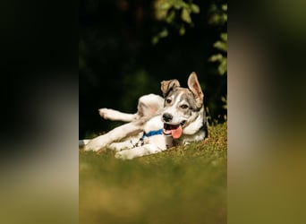 Freundlicher Bimka sucht seine Familie