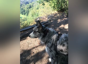 Theopold - sucht ein liebevolles, konsequentes Zuhause