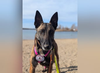 GINA - menschenbezogene & lernfreudige Hündin