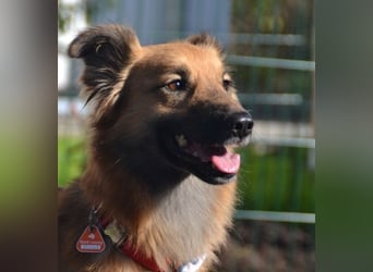 Dani - auf dem Weg zur Traumhündin