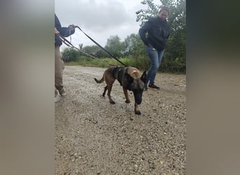 GINA - menschenbezogene & lernfreudige Hündin