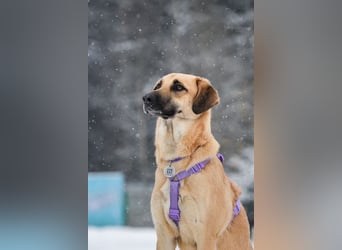 Ruhiges Zuhause für Lutik gesucht