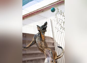 GINA - menschenbezogene & lernfreudige Hündin