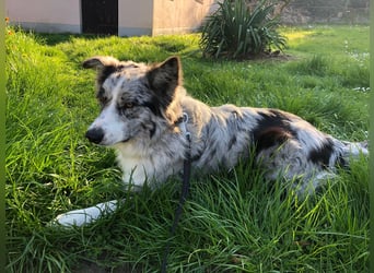 Theopold - sucht ein liebevolles, konsequentes Zuhause