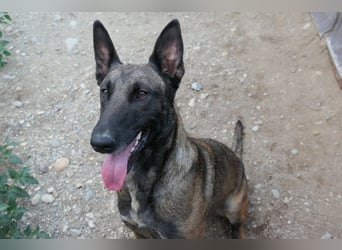 GINA - menschenbezogene & lernfreudige Hündin