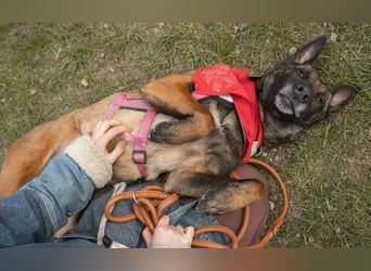 GINA: Souveräne Begleiterin & Kuschelmaus sucht aktive Menschen