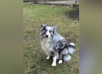 Theopold - sucht ein liebevolles, konsequentes Zuhause