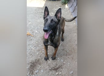 GINA - menschenbezogene & lernfreudige Hündin