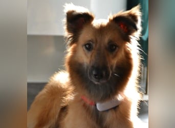 Dani - auf dem Weg zur Traumhündin