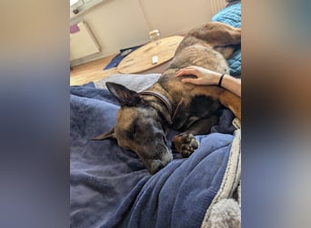 GINA - menschenbezogene & lernfreudige Hündin