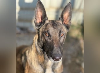 GINA - menschenbezogene & lernfreudige Hündin