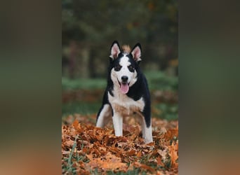 Lebensfroher Chico sucht seine Menschen