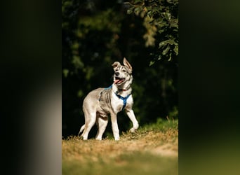 Freundlicher Bimka sucht seine Familie