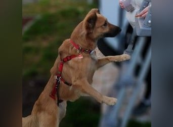 DANI  verschmuste und lernwillige Begleiterin