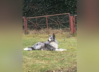 Theopold - sucht ein liebevolles, konsequentes Zuhause