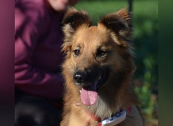 DANI  verschmuste und lernwillige Begleiterin