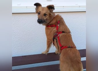 DANI  verschmuste und lernwillige Begleiterin