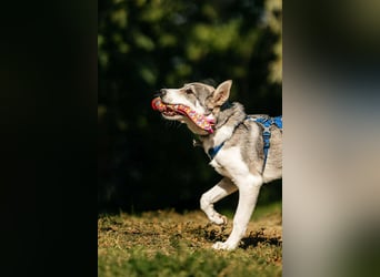 Freundlicher Bimka sucht seine Familie